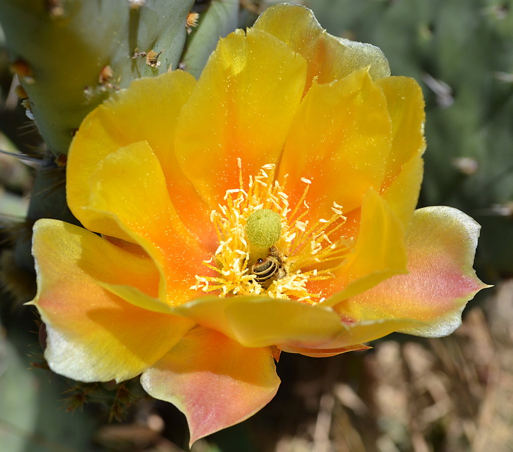 Bee in a prickly pear flower