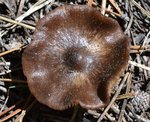 Mushroom near the Dana Fork