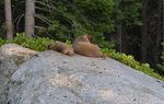 Marmots at Bearpaw