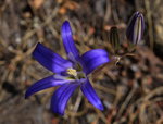Flower on the High Sierra Trail