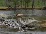 Elk in the Madison River
