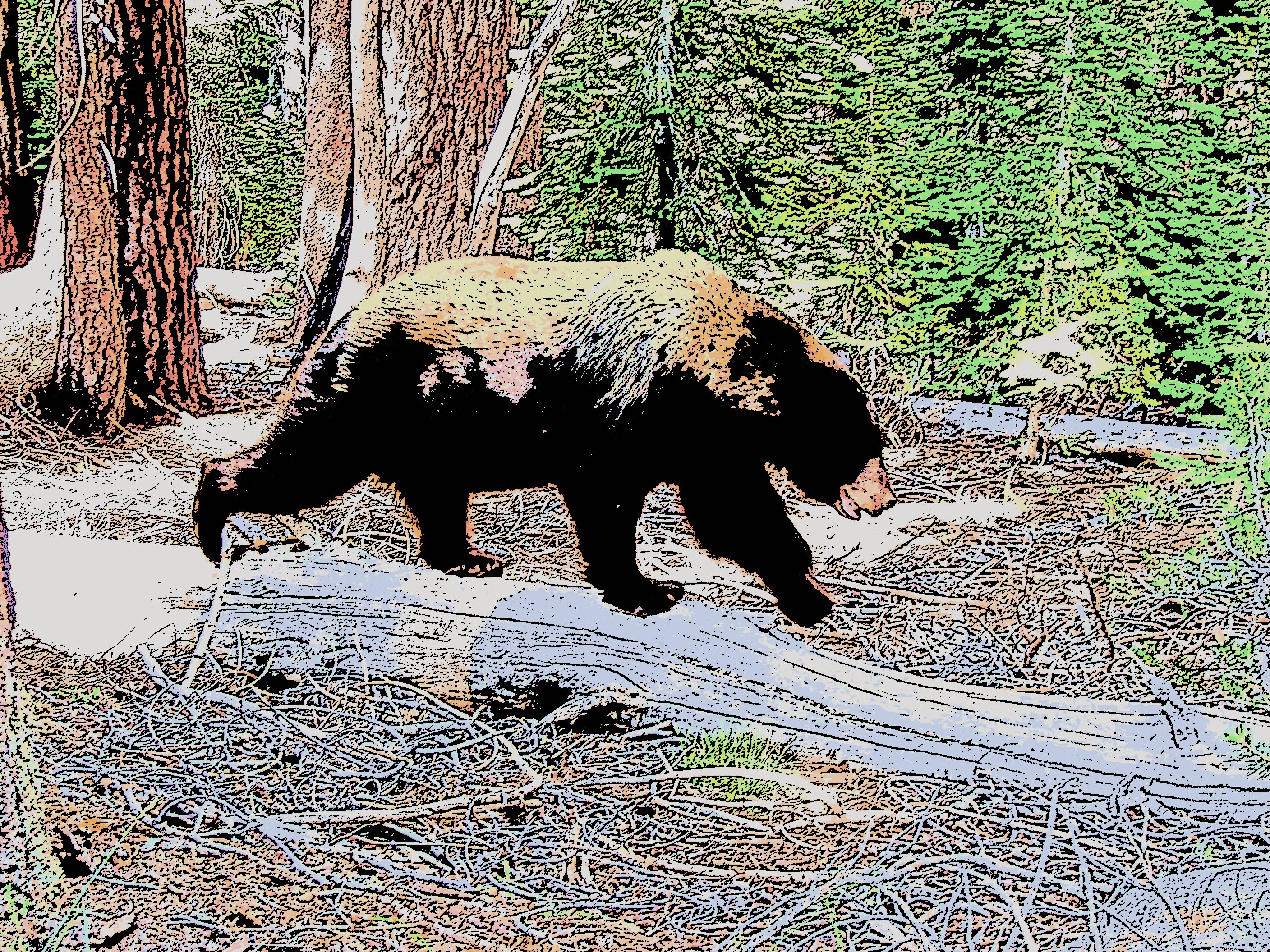 Cartoonized Yosemite bear