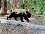 Cartoonized Yosemite bear
