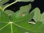 Fig Leaf and Spider