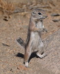 Squirrel Standing