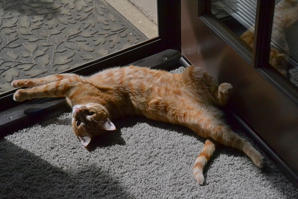 Oliver sunning his belly