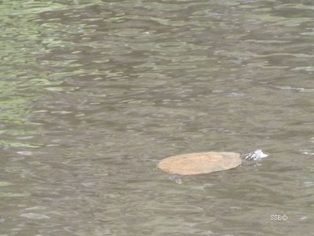 Turtle going for a swim at Elder Lake