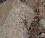 Flying insect resting on a rock