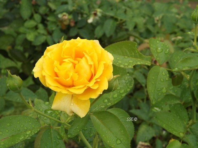 yellow rose, Rose Garden, Tyler