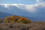 Cottonwood trees in the Owens Valley