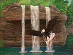 Eagle and Mallard at Schweitzer Falls Jungle Cruise
