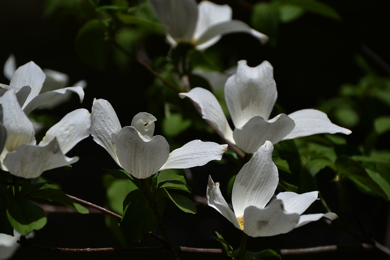 Dogwood Blooms in Yosemite Valley