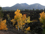 Fall Color at Sunset Crater National Monument
