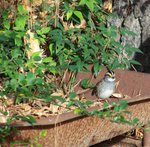 White-throated Sparrow