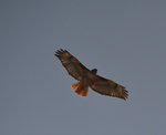 Redtailed Hawk in Flight