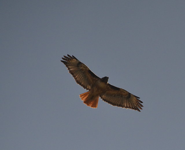 Redtailed Hawk in Flight
