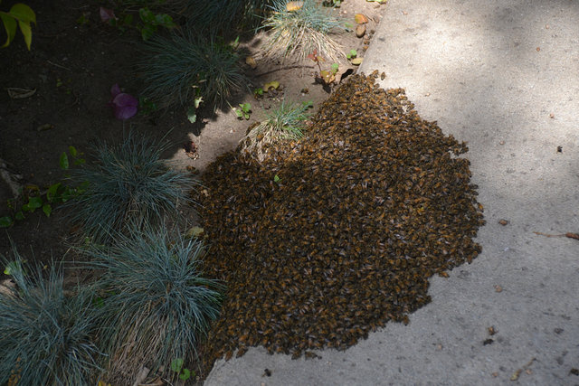 Swarm of bees on the ground