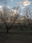 Almond Blooms at Sunset