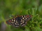 Butterfly at Hetch Hetchy