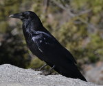 Yosemite Valley Raven