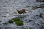Deer crossing the river at Devils Postpile