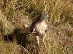 Hawk in the Autumn Grass at Tuolumne Meadows