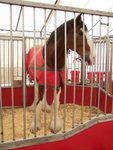 Clydesdales, Marshall, Texas