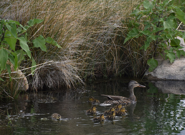 Baby ducks following Mom at Keough Hot Spring
