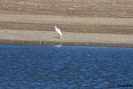 Great Egret at Martin Creek Lake