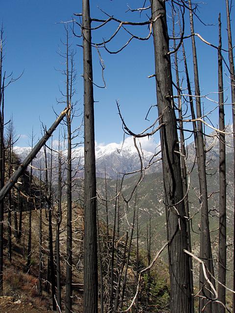Burned Trees and Snowy Peaks