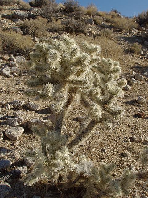 Cholla Cactus (Cylindropuntia sp.)