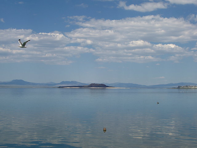 Mono Lake and Seagull