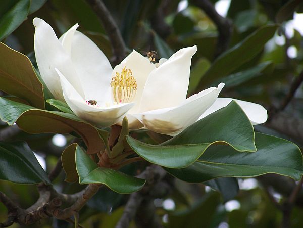 Bee pollinating magnolia tree flower