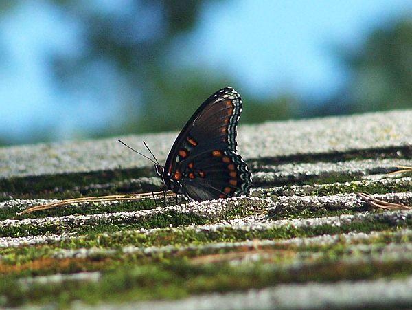 Butterfly on roof