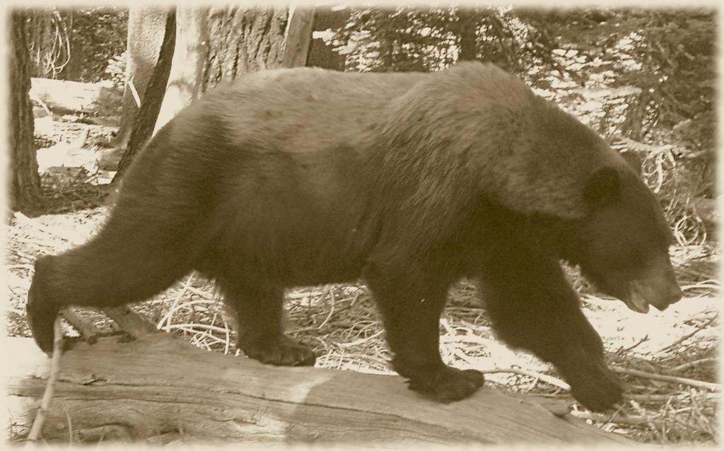 Yosemite Bear in Sepia
