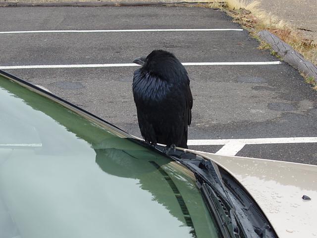 "Official" Car Raven