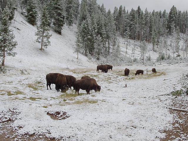 Bison Grazing Through Snow