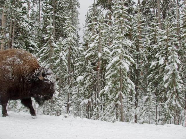 Bison Dusted With Snow