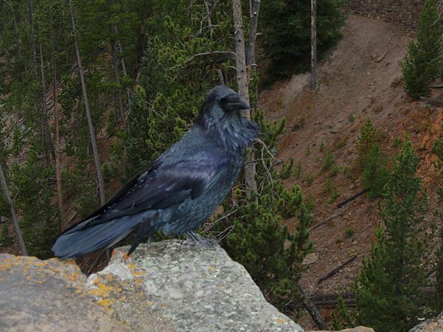 Raven at Gibbon Falls