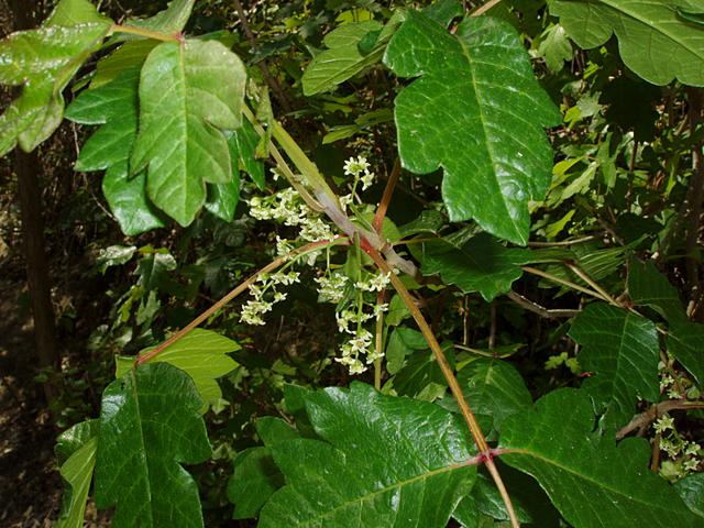 Poison Oak in Flower