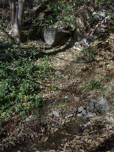 Small Spring Near San Antonio Creek