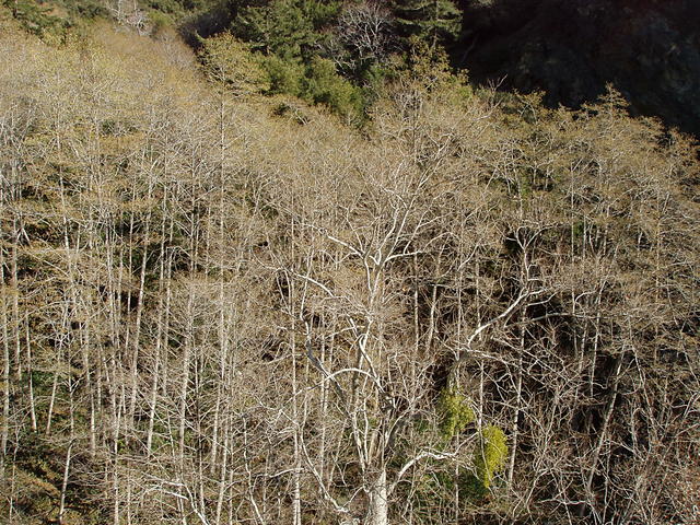 Trees and Mistletoe San Antonio Creek