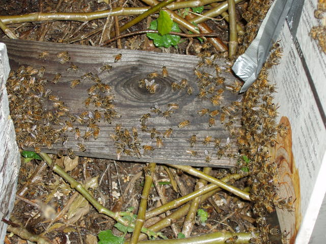 Captured Bee Swarm