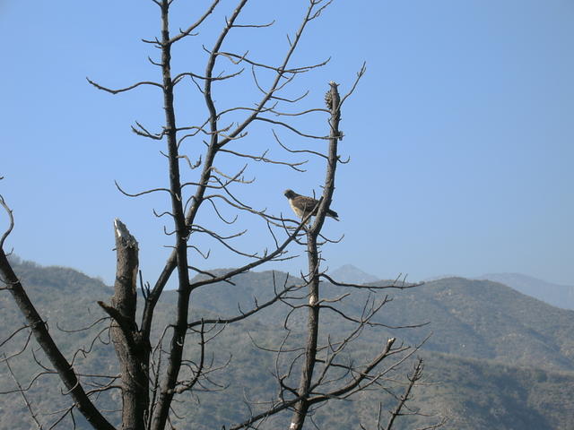 Red-tailed Hawk in Dead Tree