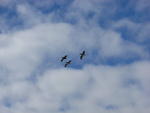 Gliding Pelicans