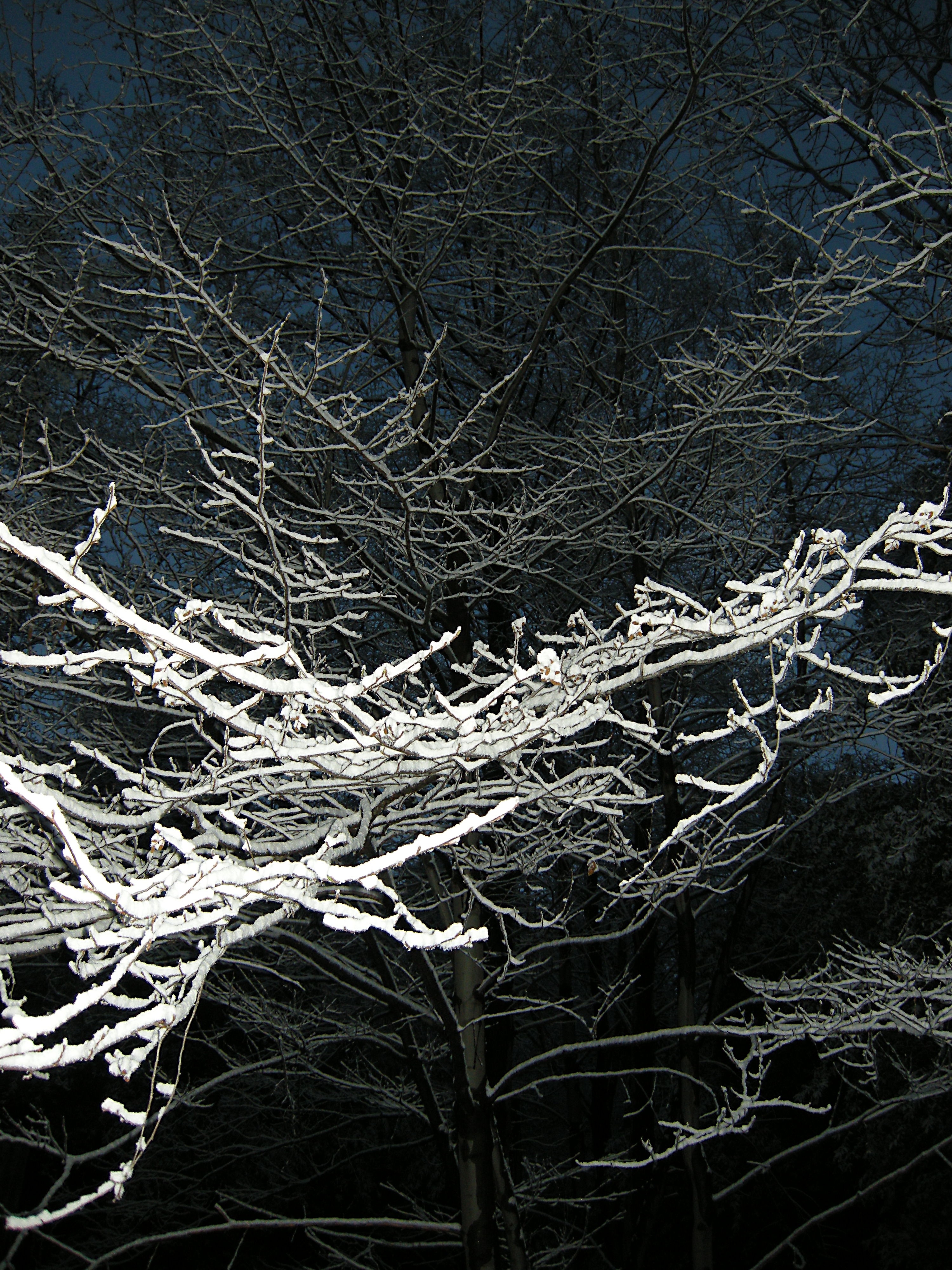Snow on Branch