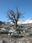 Bare Tree, Sierra Snow, Buttermilk Country
