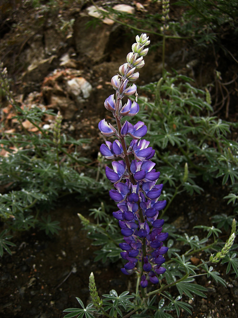 Lupine After a Spring Rain