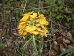 Orange Wildflower, San Dimas Canyon