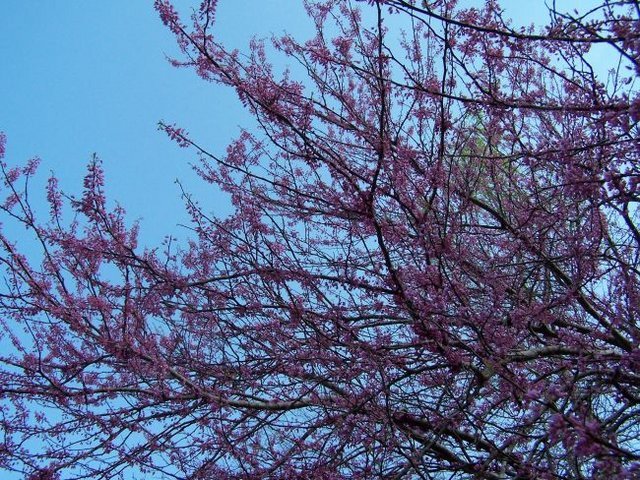 Tree Flowering in Pink